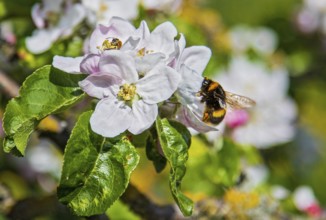 Erdhummel (Bombus terrestris) sammelt Nektar an an blühendem Apfelbaum (Pyrus malus), Hessen,