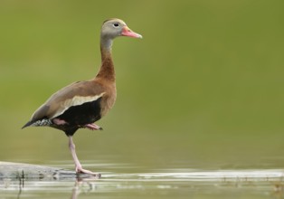 Black-bellied Whistling Duck (Dendrocygna autumnalis), Texas, USA