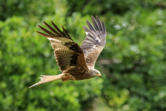 A bird of prey flies through a lush green landscape, Red Kite, (Milvus milvus) wildlife, Germany