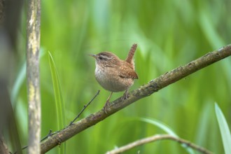 A wren (Troglodytes troglodytes) sitting on a branch, animal photo, bird, bird species, nature