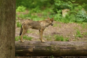 Wolf (Canis lupus) balancing on a tree trunk in a green forest, Germany