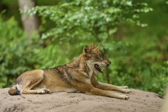 Wolf (Canis lupus), two wolves lying relaxed on a sand hill in the forest, Germany