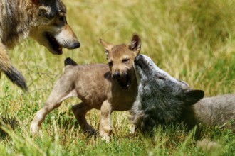 Two wolf pups playing on a green meadow, accompanied by an adult wolf, Timberwolf, wolf, American