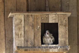 Kestrel (Falco tinnunculus) begging young bird at the incubator, village in Münsterland, North