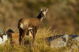 Young chamois standing upright on a grassy area, chamois, chamois, (Rupicapra rupicaprae), fawn,