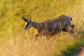 A chamois moves carefully down a grassy slope, chamois, chamois, (Rupicapra rupicaprae), wildlife,