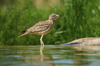 A bird with a watchful gaze at a waterhole in a green environment, Stone Curlew (Burhinus