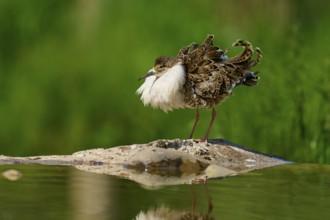 A bird with spread plumage stands on a rock in the water against a green, natural background, Ruff