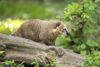 South American coati (Nasua nasua) on an old tree trunk, captive, Zoo Augsburg
