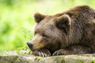 Brown bear (Ursus arctos) lying on a rock, portrait, Bavaria, Germany