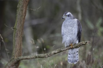 Habicht; lat. Accipiter gentilis; adultes Weibchen; auf einem Ast am Waldrand stehend; entspannte