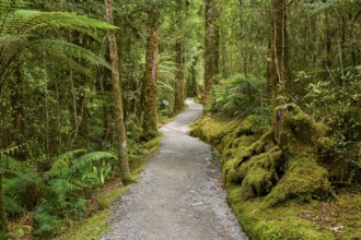 A narrow, winding path through a dense, moss-covered forest, summer, Lake Matheson, Fox Glacier,