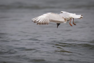 Black-headed gull (Chroicocephalus ridibundus) in summer plumage, looking for small fish, near