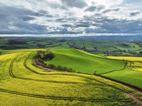 Rapeseed fields and Farms over Devon Windmill from a drone, Torquay, Devon, England, United Kingdom