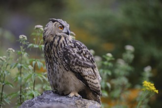 In the quarry... Eurasian Eagle-owl (Bubo bubo), crepuscular and nocturnal owl sitting on a rock on