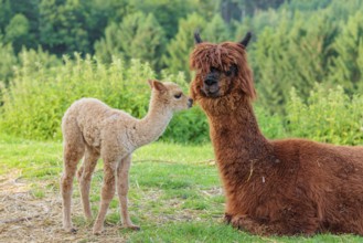 A freshly born white alpaca (Vicugna pacos) stands in front of its brown mother and sniffer on her