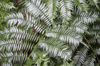 Fern leaf, dense forest, Graskop Gorge or Graskopkloof, Graskop, Mpumalanga, South Africa