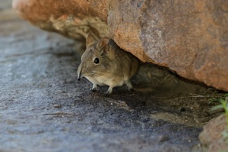 Short-eared elephant shrew (Macroscelides probosideus), adult, foraging, Mountain Zebra National
