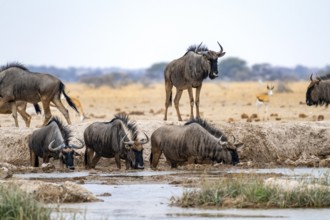 Blue wildebeest (Connochaetes taurinus), group drinking at a waterhole, Nxai Pan National Park,