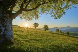 Gentle sunset over a quiet meadow with a large beech tree in the foreground, spring, Schauinsland,