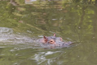 An adult hippopotamus (Hippopotamus amphibius) swimming in a river