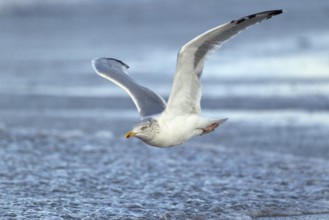 Silbermöwe; lat. Larus argentatus; Alterskleid; Ruhekleid; im Flug über dem Spülsaum der