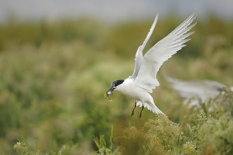 Sandwich Tern (Thalasseus sandvicensis) flying, Farne Island, United Kingdom