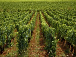 Lush green grapevines dominate the landscape of Cote d'Or in Burgundy, Auvergne-Rhone-Alpes, France