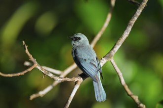 Lazuli flycatcher (Eumyias thalassinus), Sandakan, Sabah, Malaysia