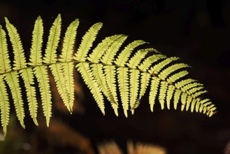 Bracken fern (Pteridium aquilinum), fern fronds against the light, North Rhine-Westphalia, Germany