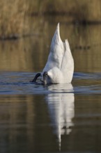 Mute swan (Cygnus olor) basking, North Rhine-Westphalia, Germany