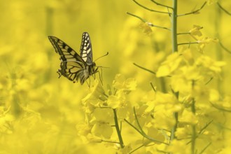 A Swallowtail (Papilio machaon) resting on a rape blossom in the sunshine, Hesse, Germany