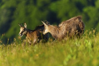 Two chamois standing on a green meadow in front of a wooded mountain, chamois, chamois, (Rupicapra
