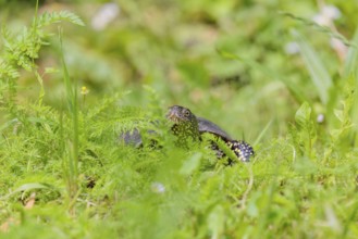 A European pond turtle (Emys orbicularis), makes its way through the green meadow next to the pond