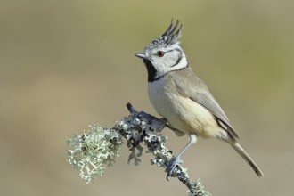 Crested Tit (Lophophanes Scalloped ribbonfish), on a branch overgrown with lichen, Wilnsdorf, North