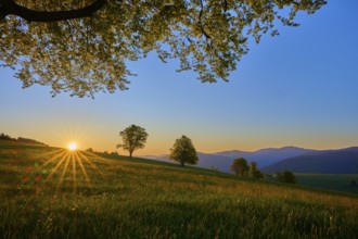 Green meadow with trees at sunrise, warm sunbeams flood the landscape, spring, Schauinsland,
