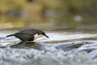 Successful... White-throated Dipper (Cinclus cinclus) standing on a stone in the middle of flowing