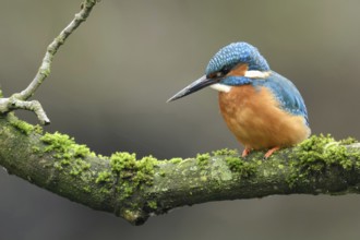 Cavity-nesting bird... Kingfisher (Alcedo atthis) with soil on its beak, probably just digging at