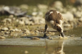 Egyptian goose (Alopochen aegyptiaca) young bird eating fish waste in a gravel pit, Allgäu,