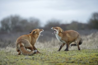 Snarling... Fox, red fox (Vulpes vulpes), two foxes, red foxes have come into conflict with each