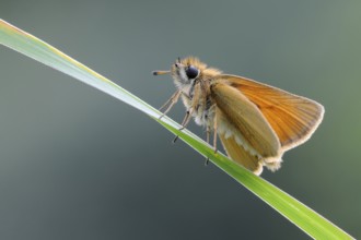 Atypical butterfly... Essex skipper (Thymelicus lineola), whimsical, relatively common butterfly on