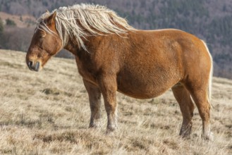 A brown horse with long hair is standing in a field. The horse seems to be looking to the left.