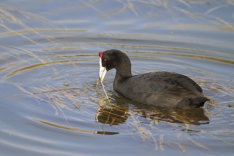 Red-knobbed Coot (Fulica cristata), Mallorca, Spain