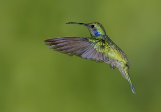 Green Violetear Hummingbird (Colibri thalassinus) - San Gerrardo de Dota, Costa Rica