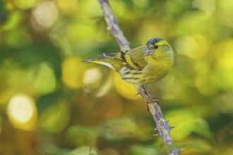 Eurasian Siskin (Spinus spinus) male, Abruzzo, Italy