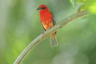 Red Fody (Foudia madagascariensis) male, Bird Island, Seychelles