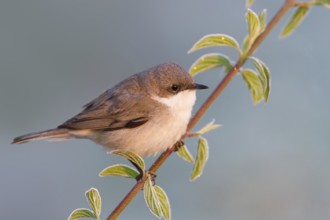 Lesser Whitethroat (Sylvia curruca), Baden-Wuerttemberg, Germany