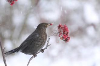 Common Blackbird (Turdus merula) female, Lower Saxony, Germany