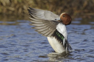 Eurasian Wigeon (Mareca penelope) male, Utrecht, Netherlands