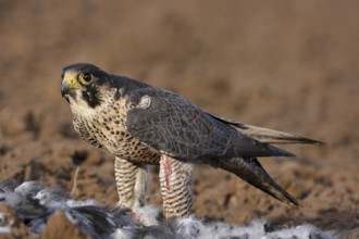 Peregrine Falcon (Falco peregrinus) female, Baden-Wuerttemberg, Germany